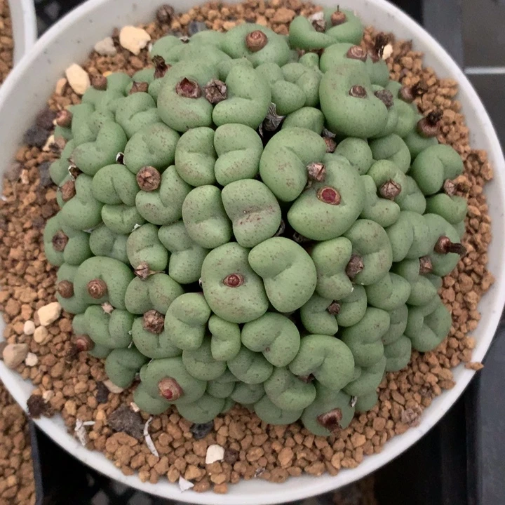 精品多肉植物精品多肉