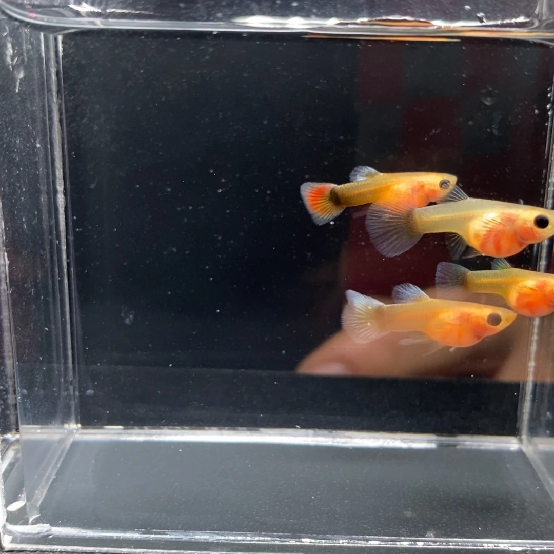 孔雀鱼黄肉蓝礼服玻璃猫两对