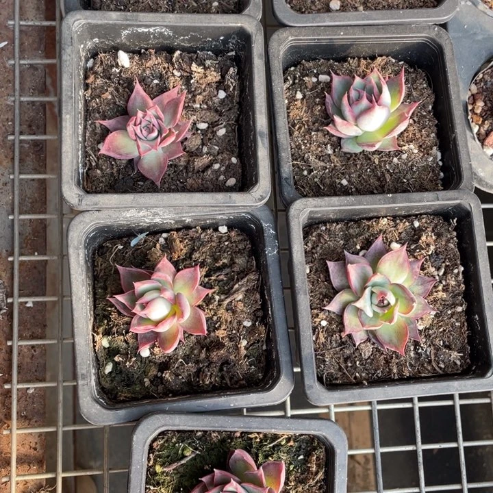 惊鸿仙子一颗冠幅4厘米20包邮新疆西藏不发