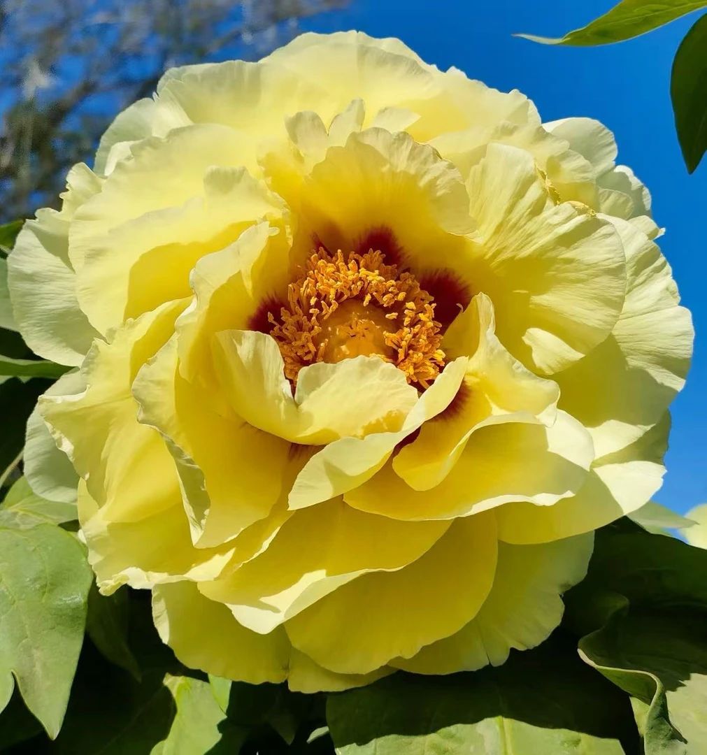 皇冠+金阁  1年苗 （褀美牡丹）