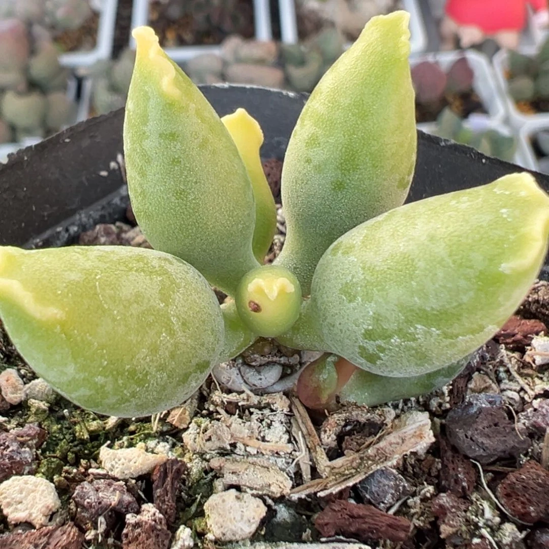 黄金海豹多头纯木质桩多肉植物