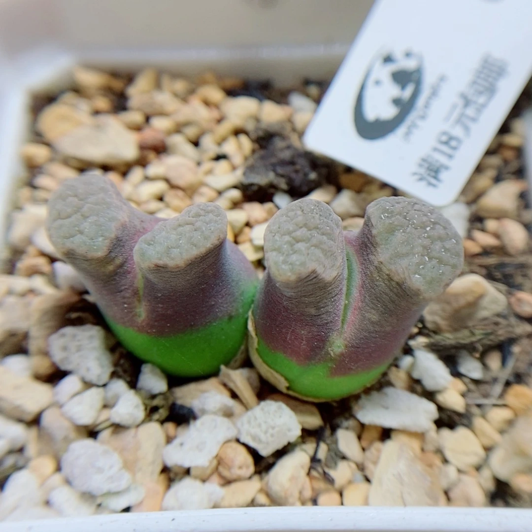 生石花花花花开了85