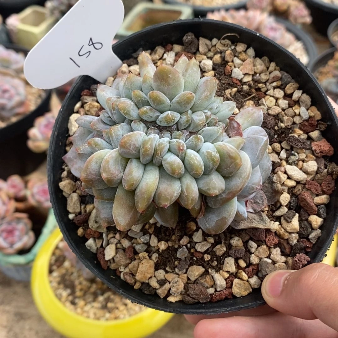 两朵带缀绿底紫心