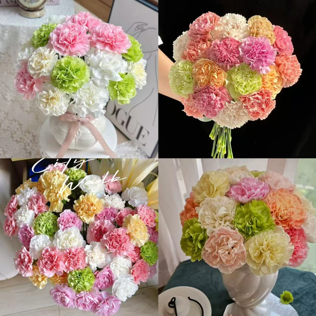 【任意单头康乃馨】云南优选鲜切花昆明基地直发家用