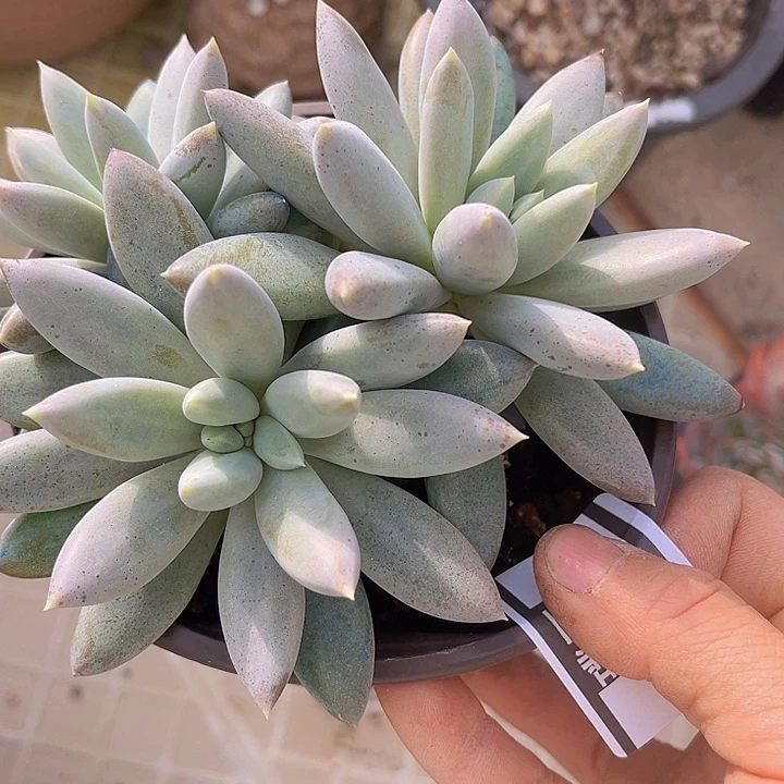哥特10170多肉植物