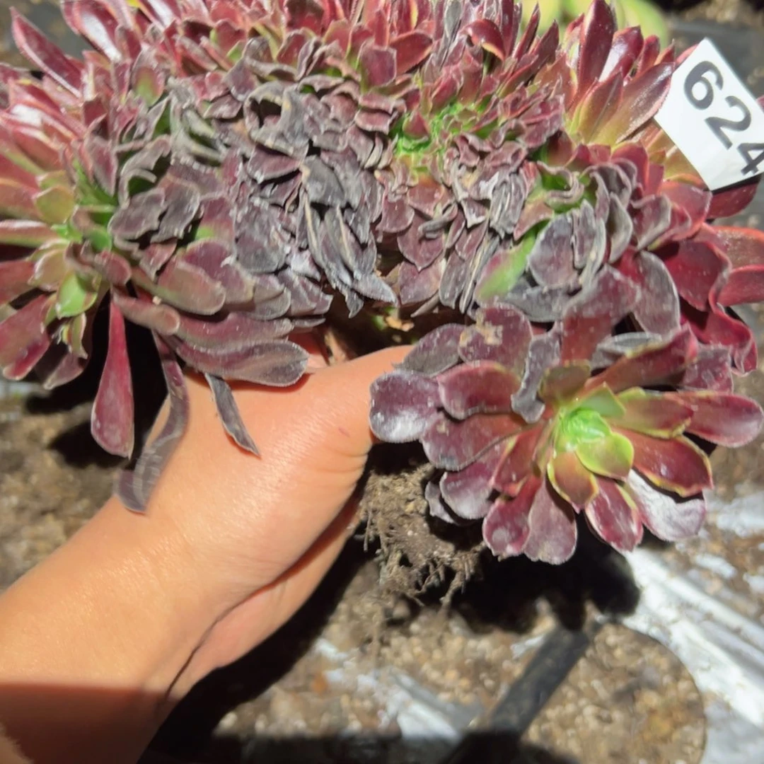 624 号多肉植物法师新年福利