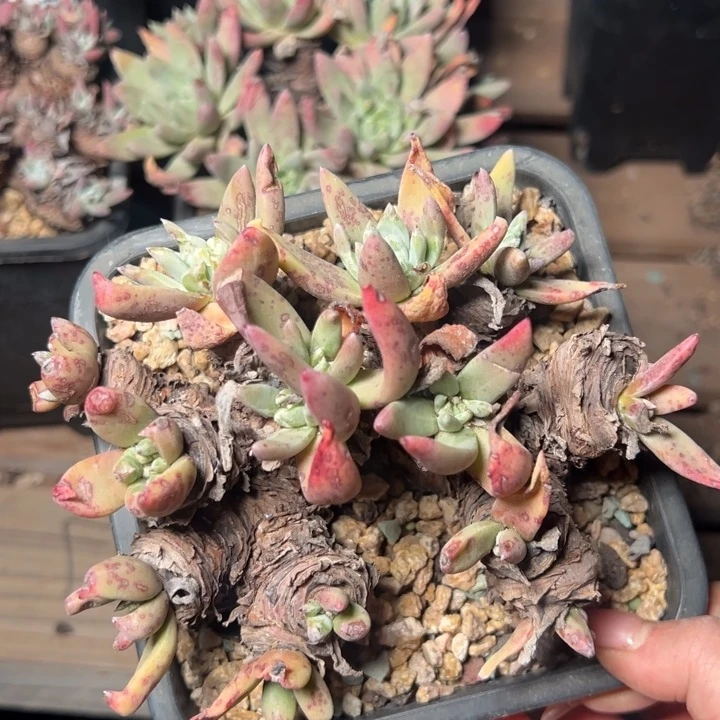 867法姆哈哈哈哈哈哈