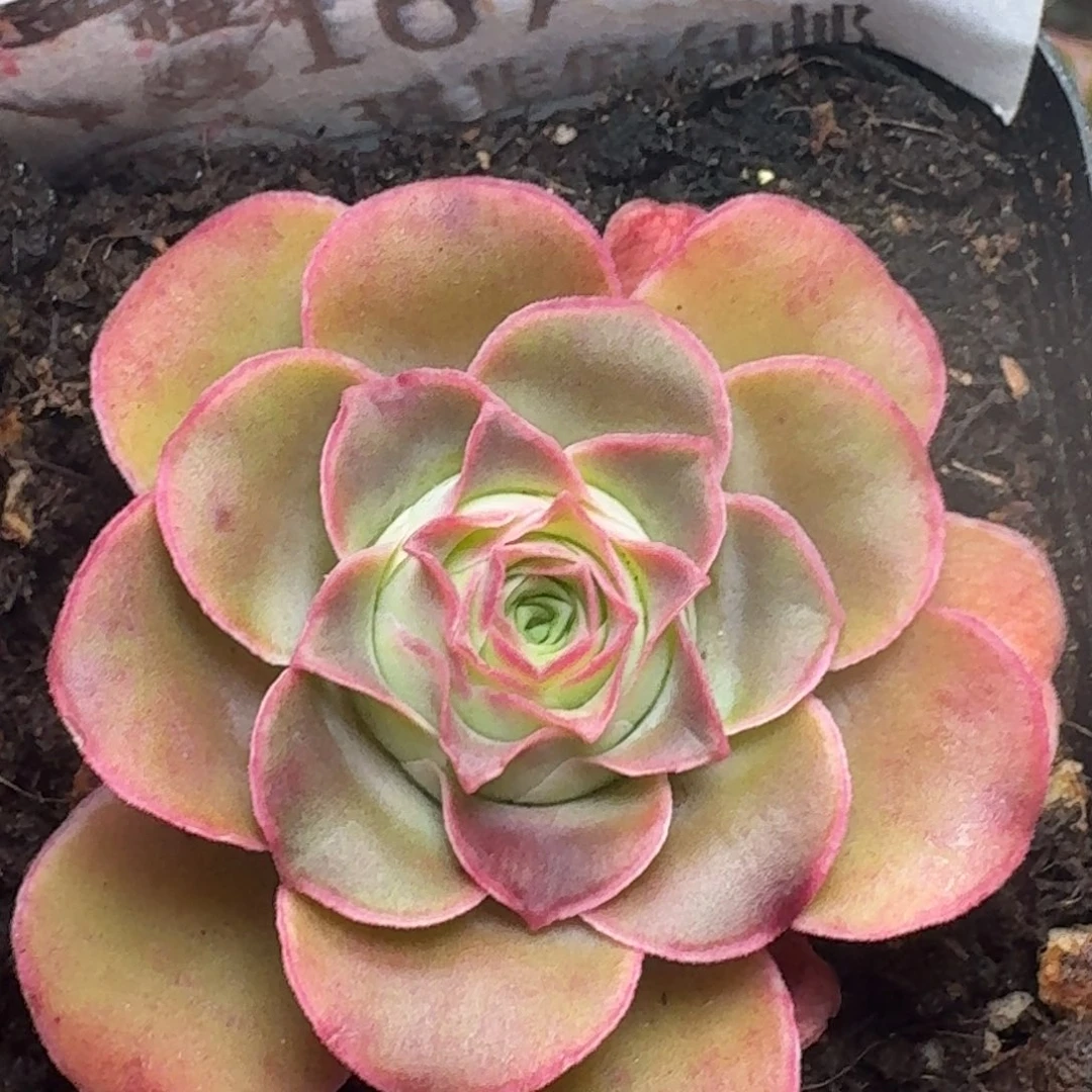 楹楹- 167-冠幅  4cm