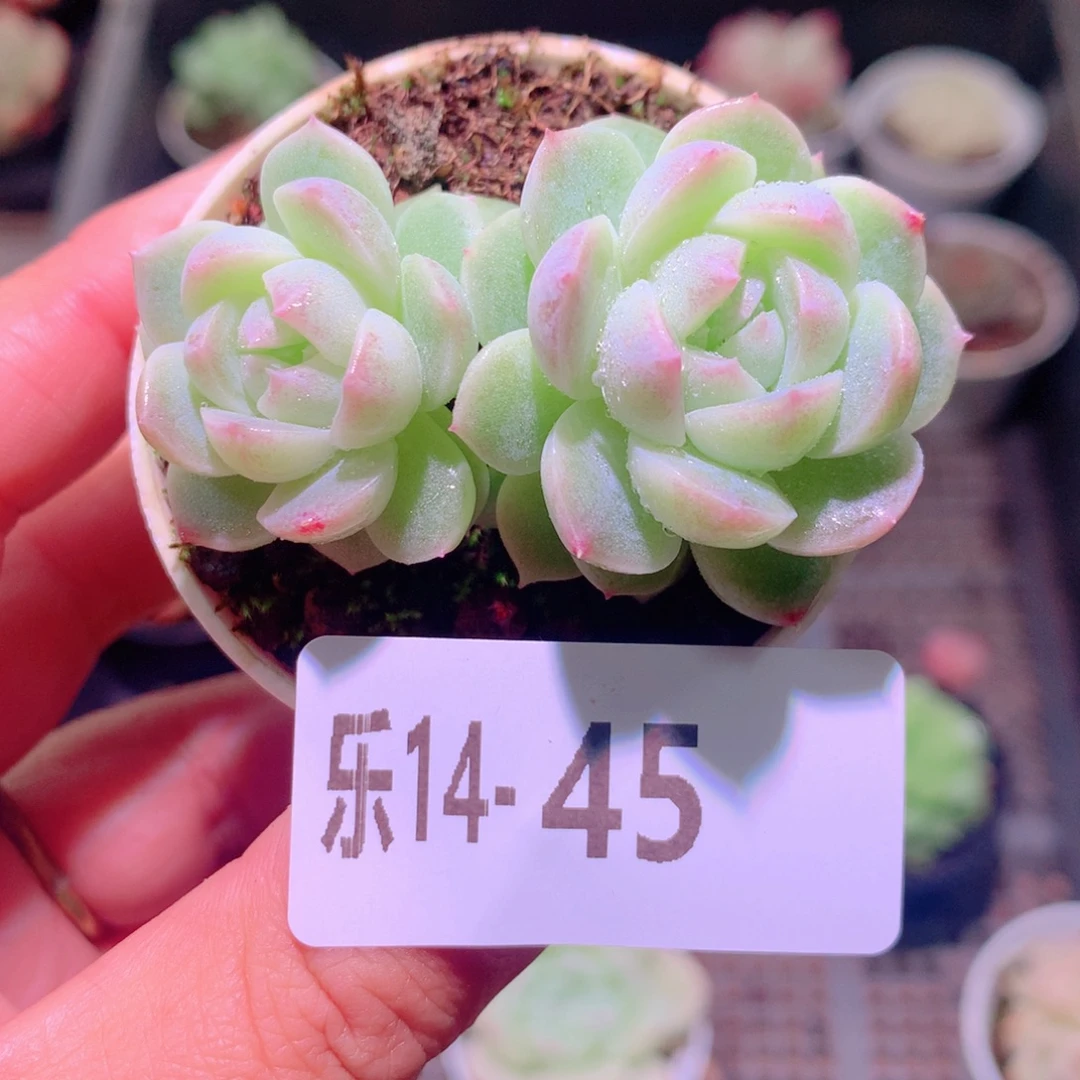 乐然14-45 新品双头