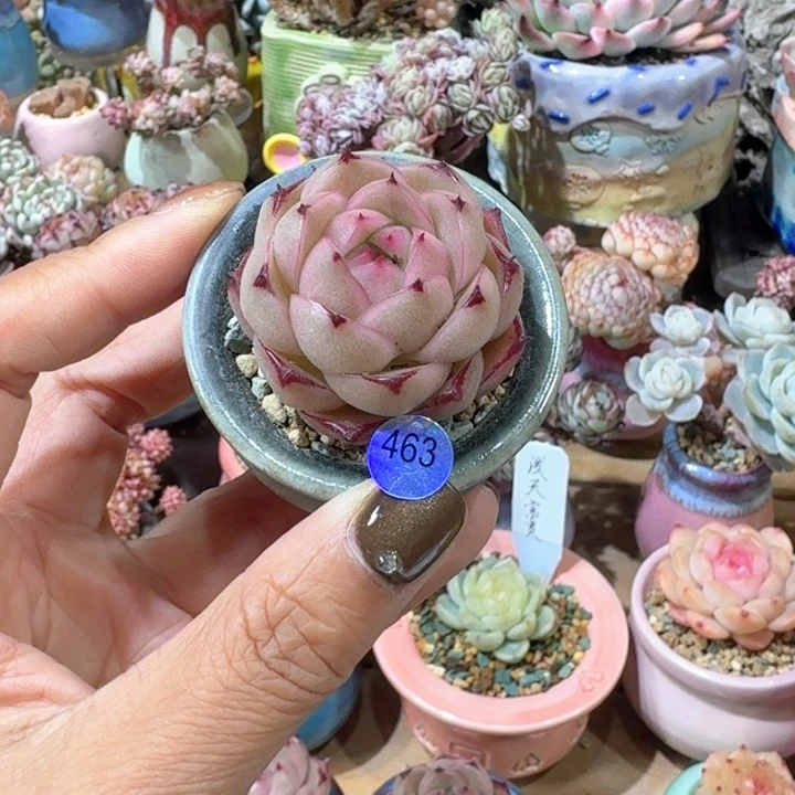 c***2463多肉含盆土 满30元包邮 除偏远地区