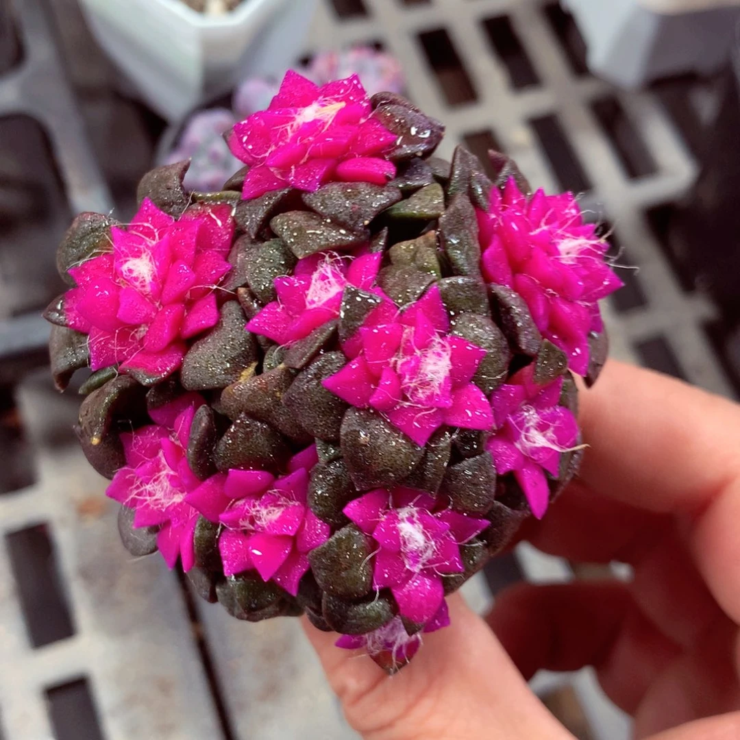 5厘米盆精控多肉559