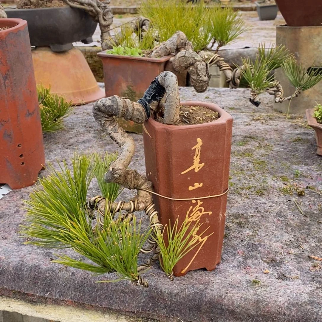 红陶用****8松树等经济作物的