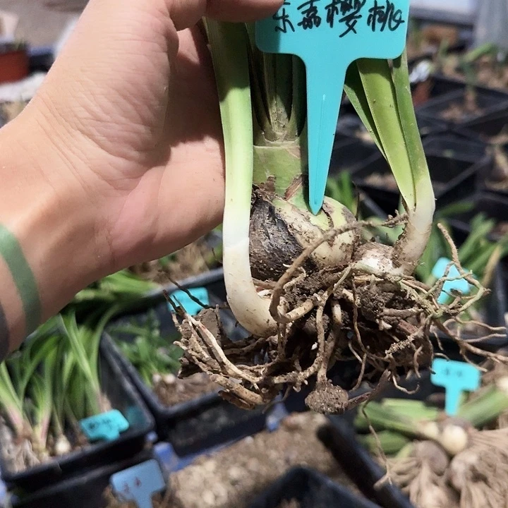 东嘉樱桃朱顶红一棵5+带侧