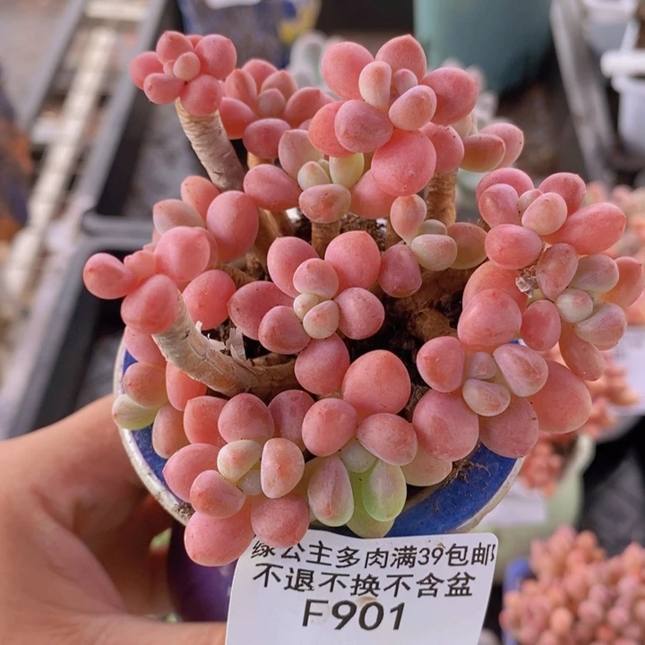 鱼子酱老桩有砍8cm901多肉植物