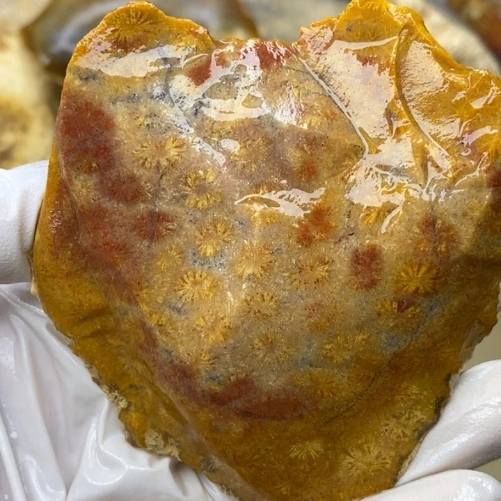 【闪购商品】未镶嵌珊瑚玉硅化玉