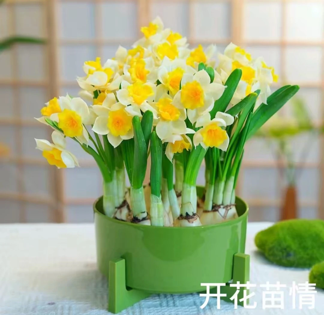 【6-8颗带芽带根】漳州水仙花盆栽年宵花卉开花水培室内外冬季绿植