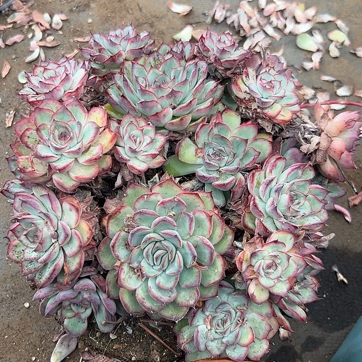 无花朵超大荷花。