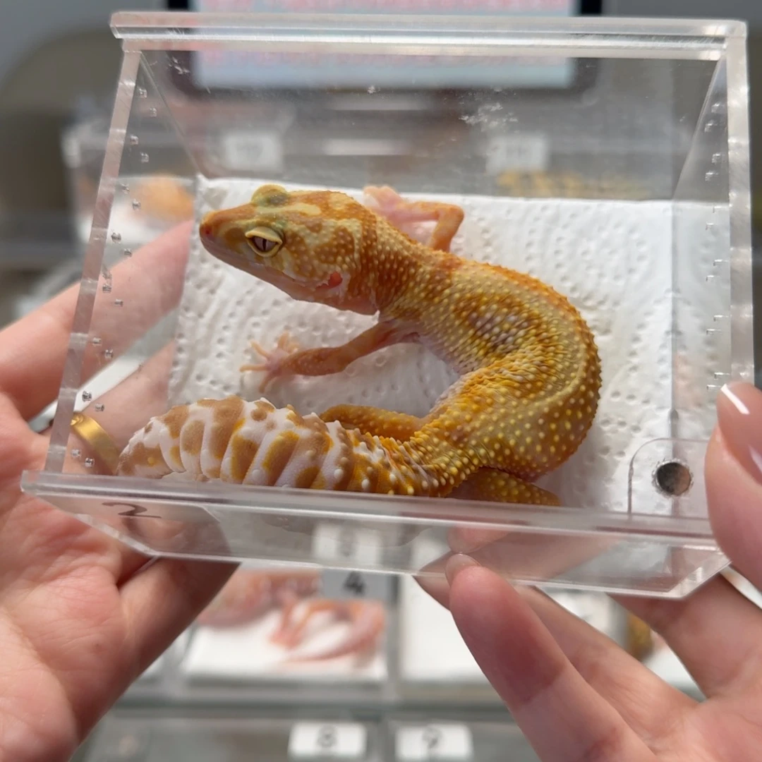 豹纹守宫暴龙妹妹