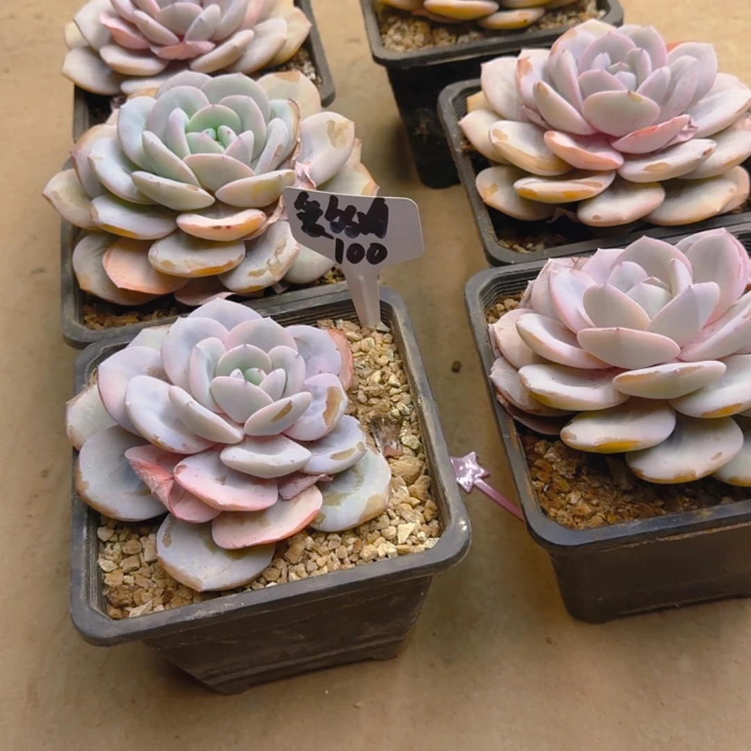 爱***活韩版奶茶肥肥啊啊啊