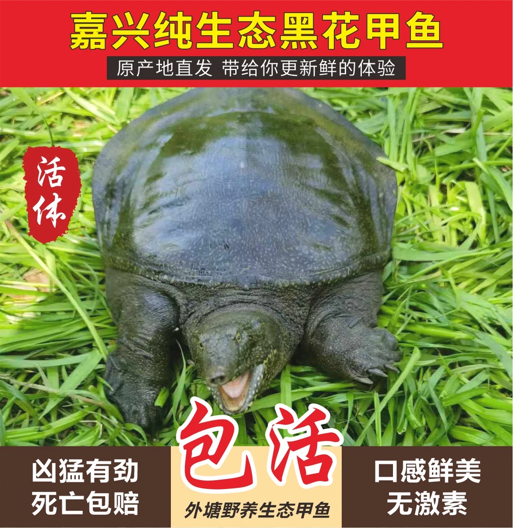 直播间改价中华黑花甲鱼