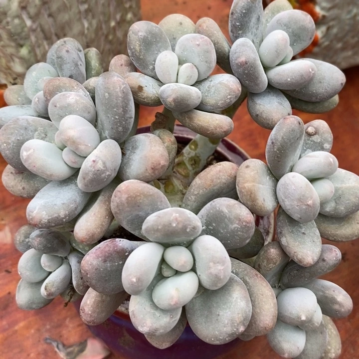 香水朵朵整无砍多肉