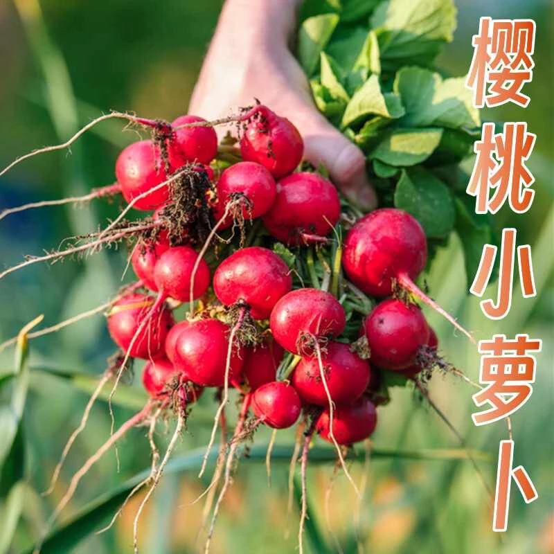 【任意满5包包邮】杨花樱桃萝卜种子春夏四季耐热水果萝卜种籽速生