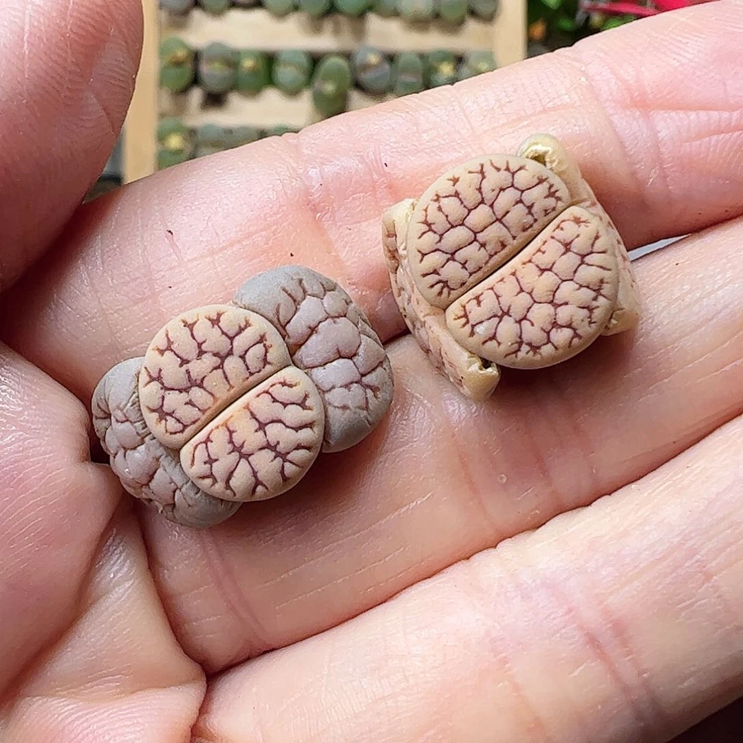 荒玉一手包邮………………