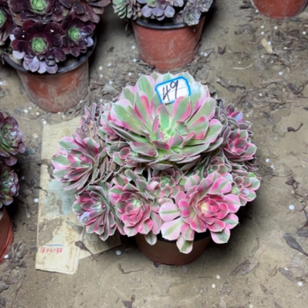 【闪购商品】粉妖月49