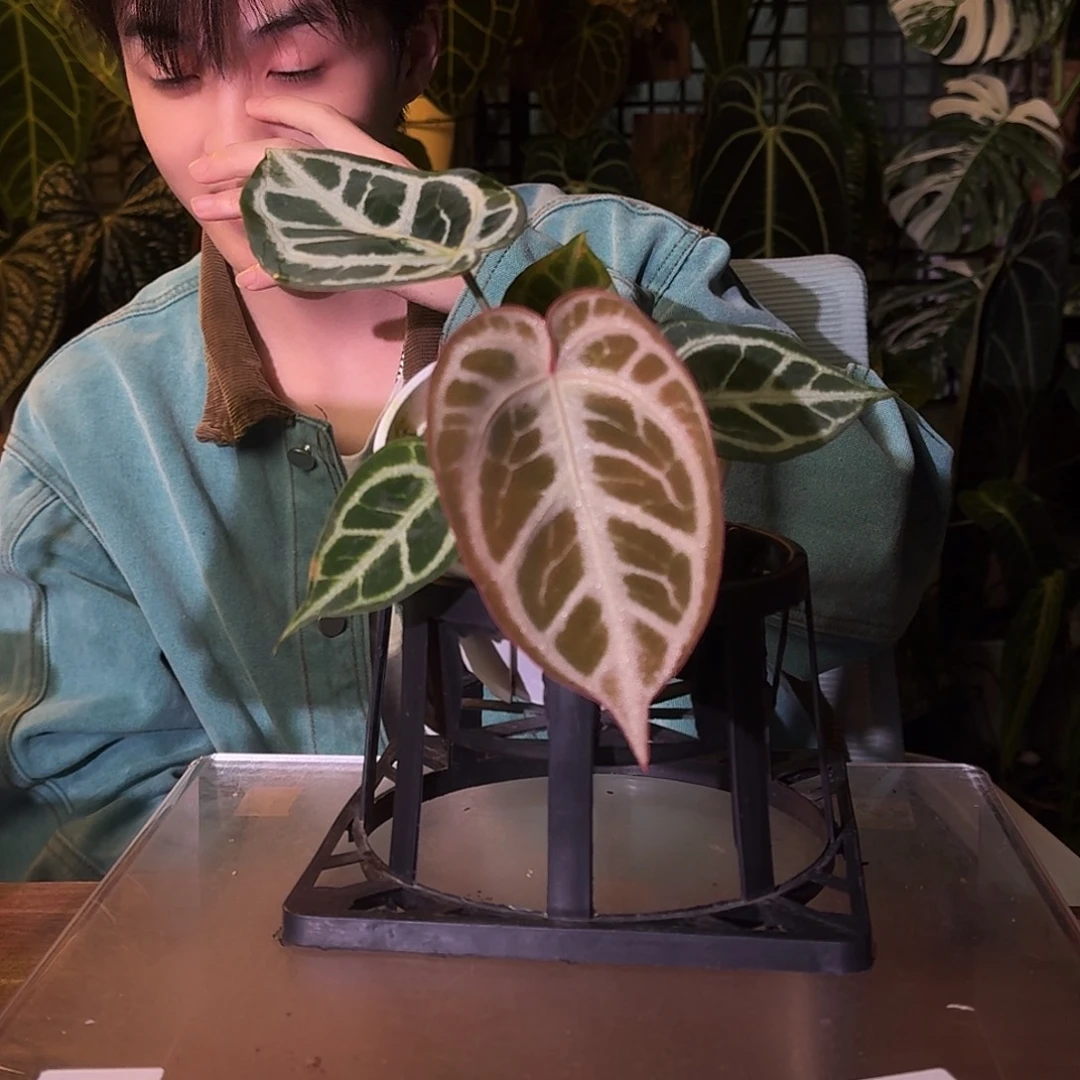 不开花植物A17skg银红杂佛红