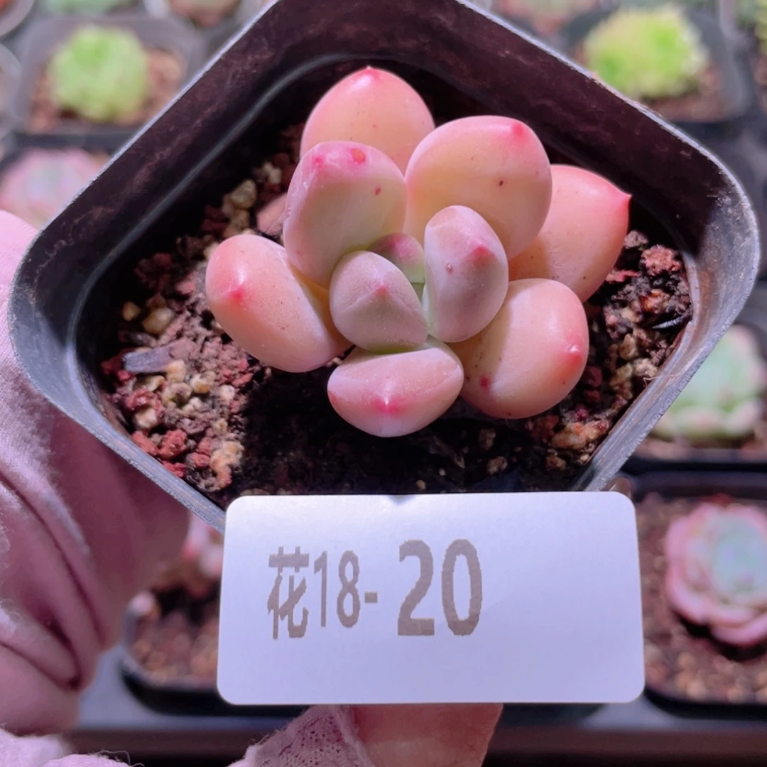 花利美18-20新品单头