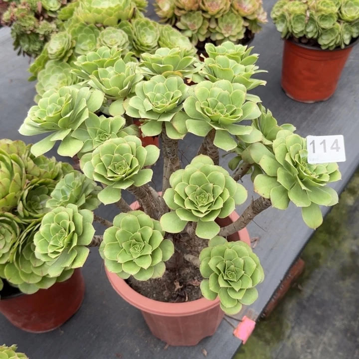 淡***烟多肉植物等植物114