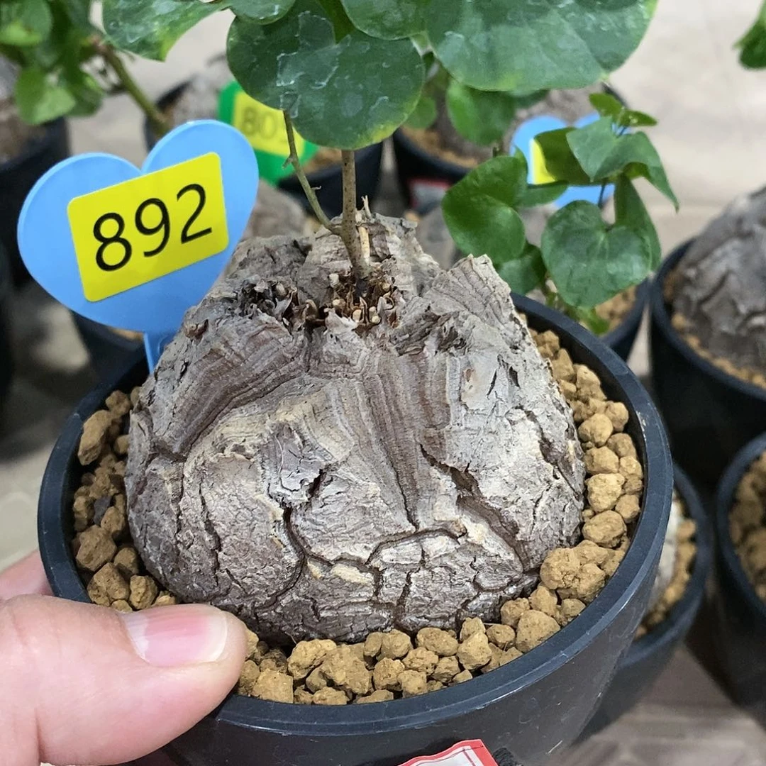 南非龟甲龙龟甲龙