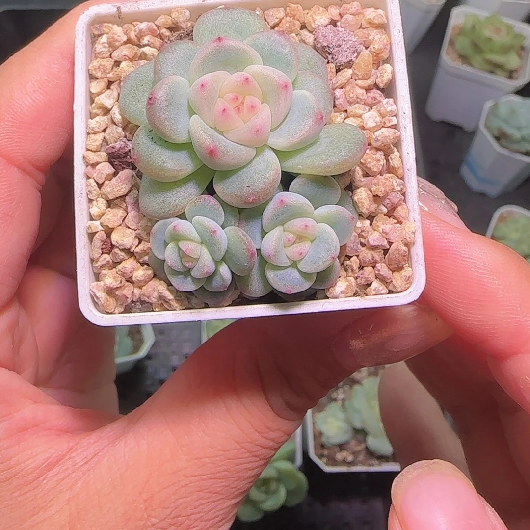 丽***莎秃子甜心开播福利