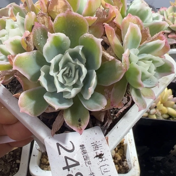 柠檬玫瑰锦2485多肉植物