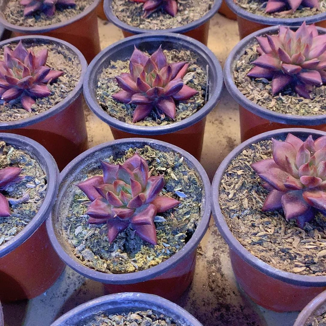 黑卡2356788999000000