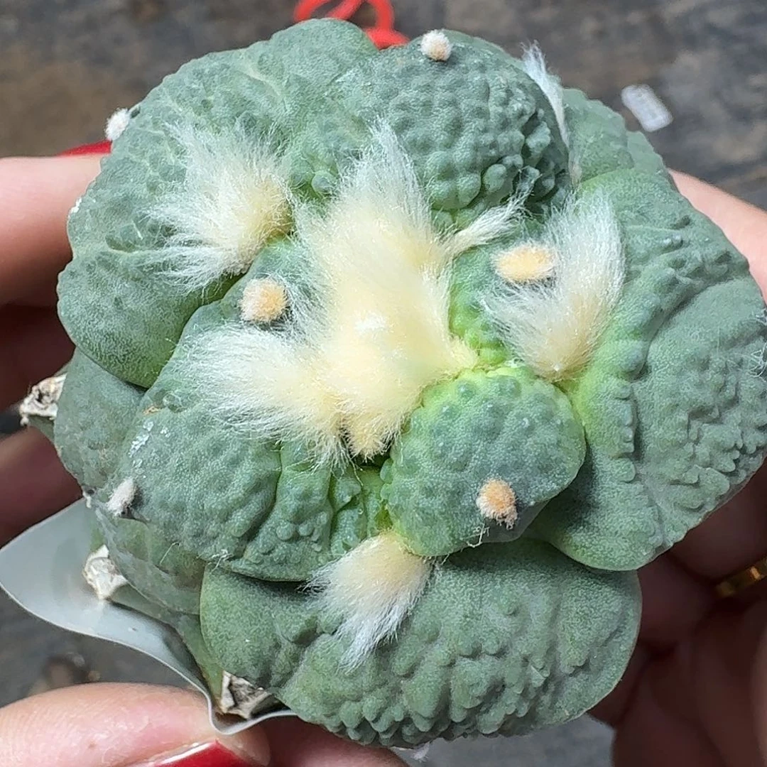 无花朵蓝白大尤怒涛414