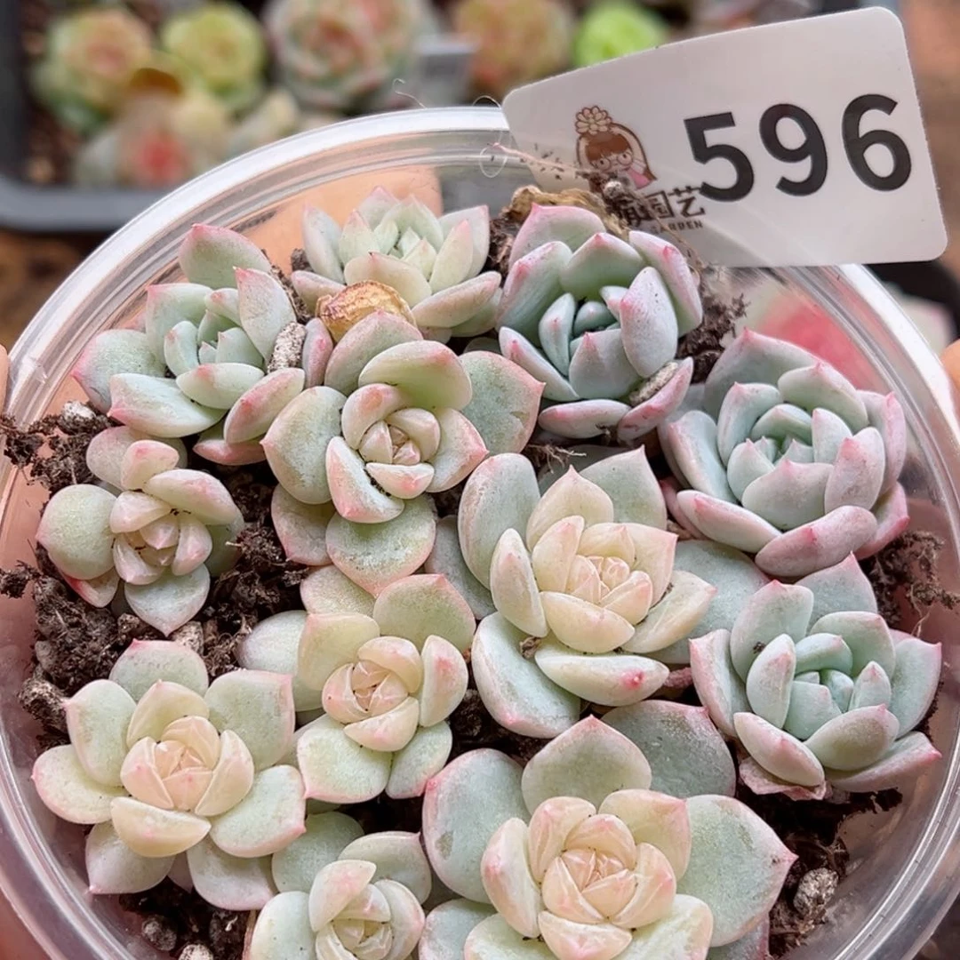 多肉植物多肉植物