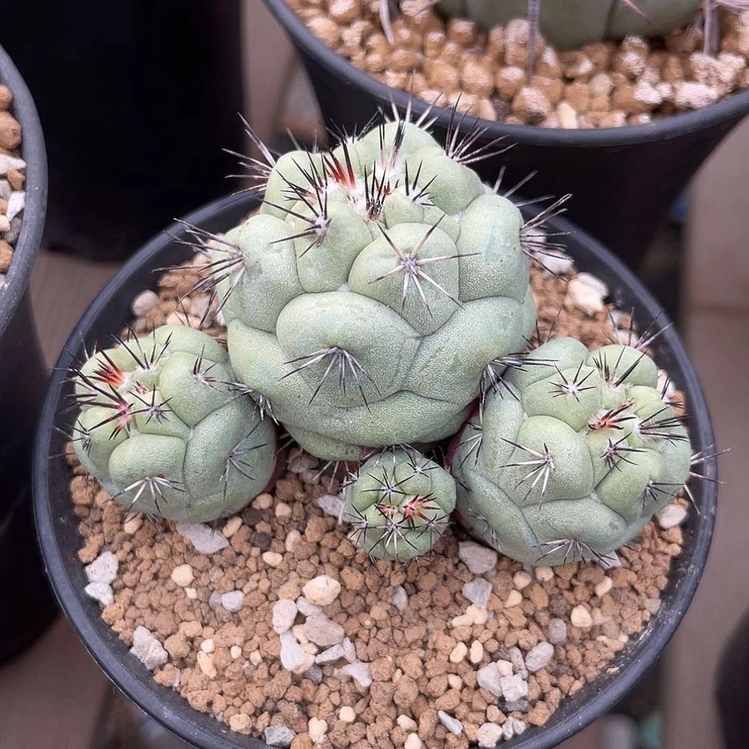 仙人球帝王丸群实生7.3厘米