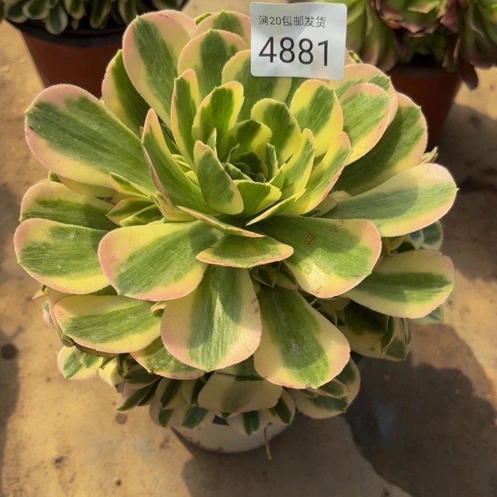 迈巴赫多肉法师4881