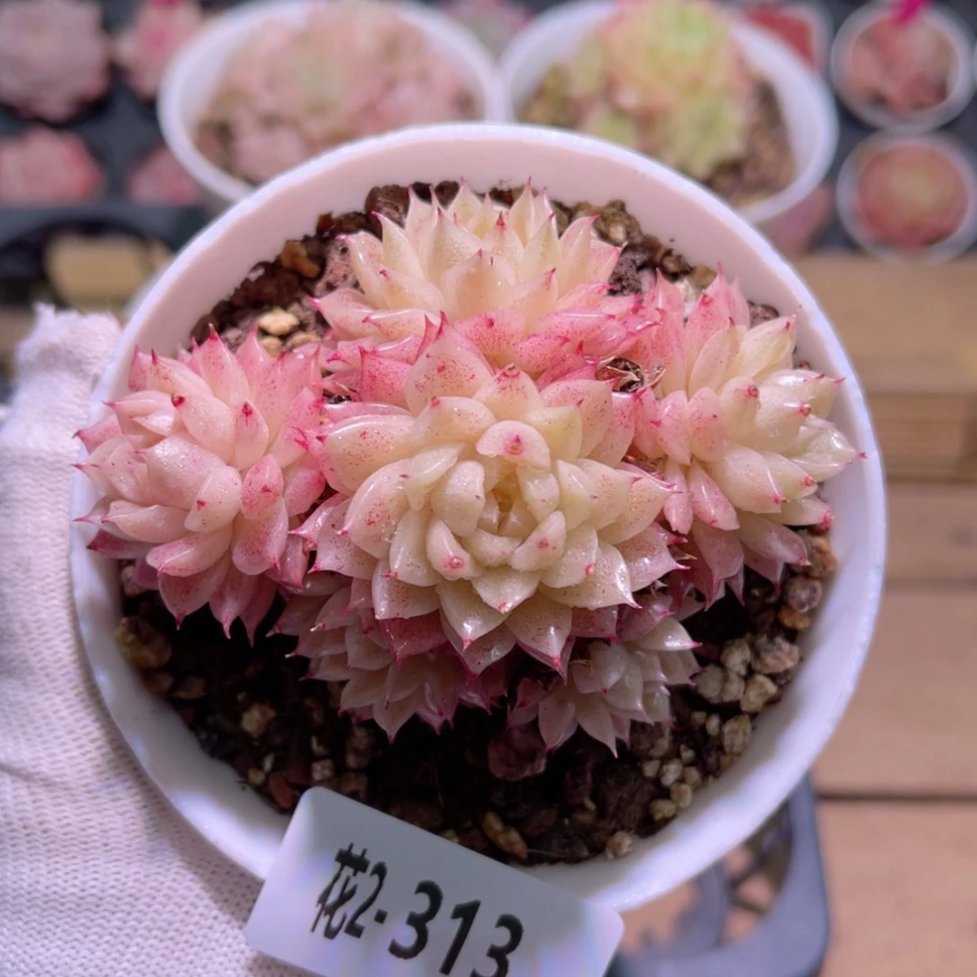 花02-313麦秆群生