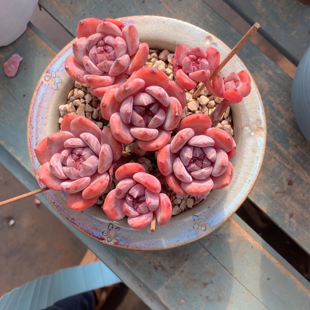 无花朵哈哈哈哈哈哈哈哈哈69