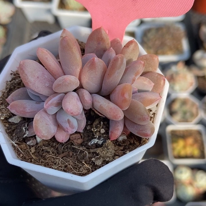 2001灰姑娘多肉植物