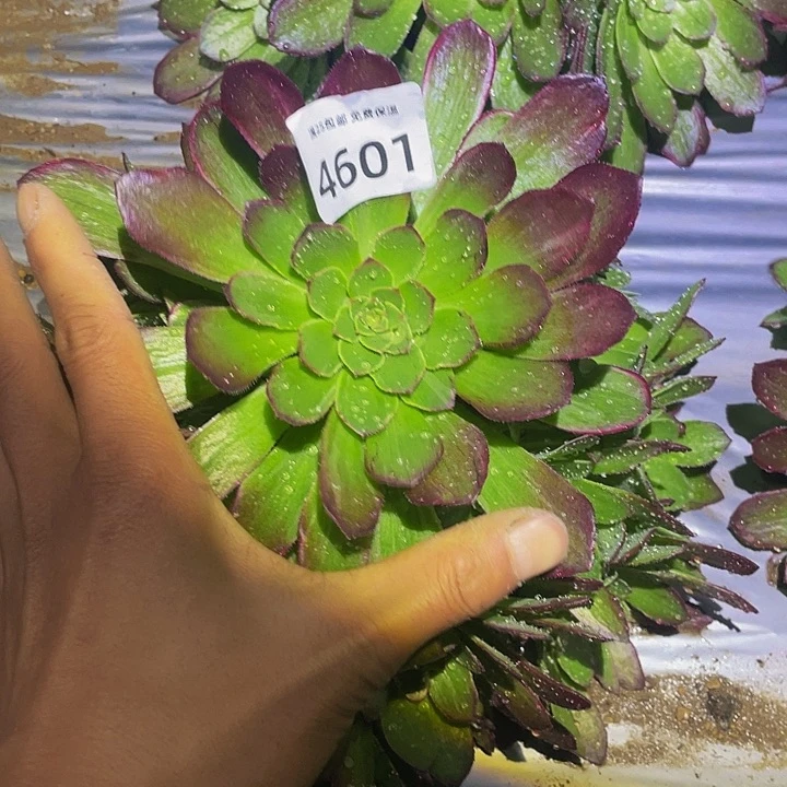 4501万花筒多肉植物