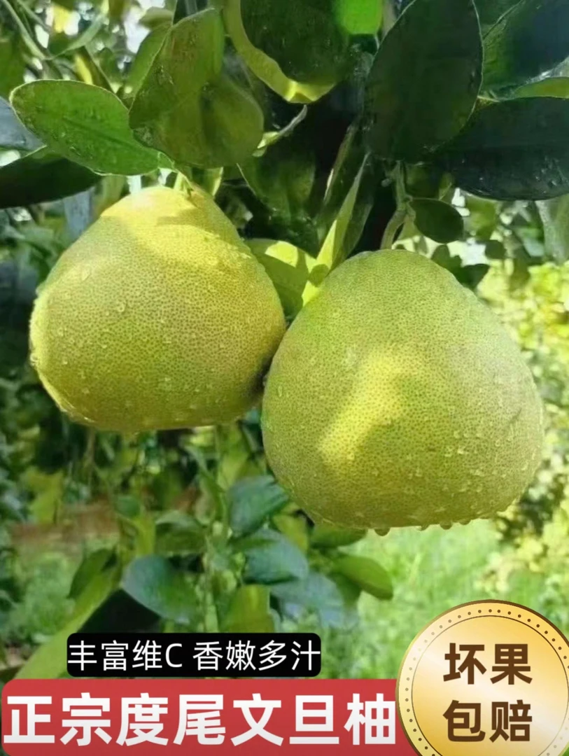 度尾文旦柚正宗福建莆田仙游红心蜜柚新鲜当季礼盒孕妇水果
