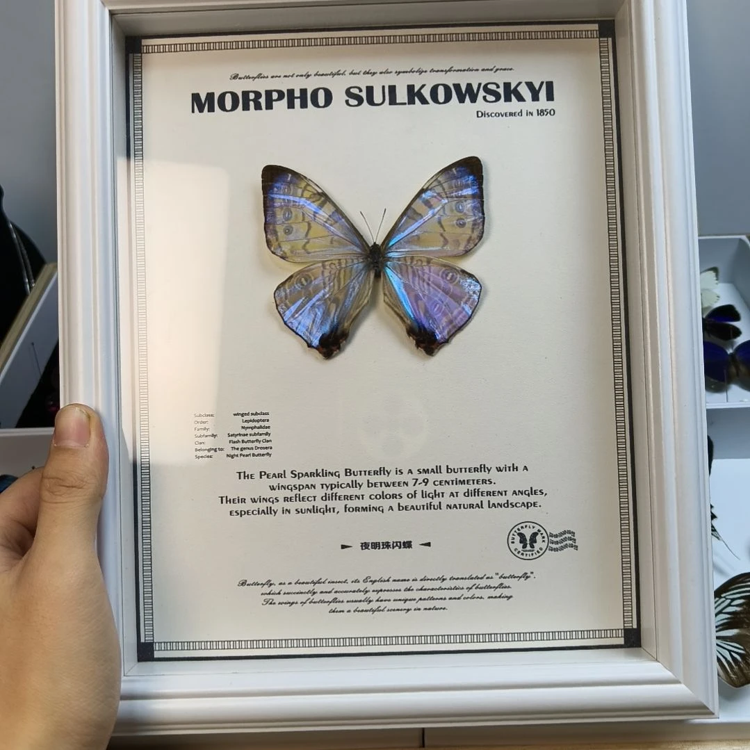 真蝴蝶标本一物一拍