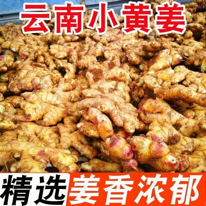【先亏1000单】云南小黄姜香味浓郁辛辣够味新鲜现挖山地种植生姜