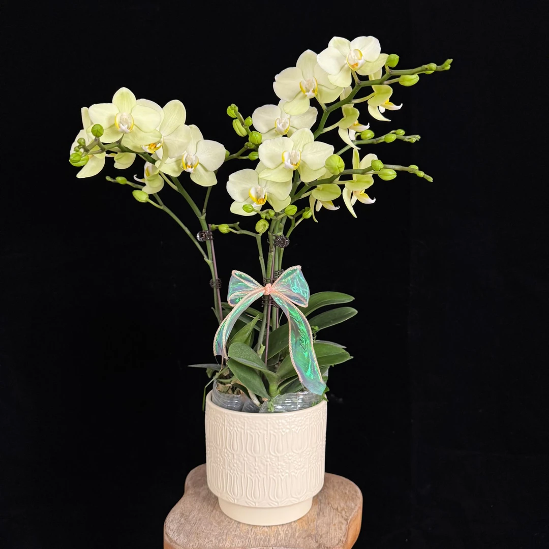 【卡丽】绿色耐开蜡质花 续花型绿色系蝴蝶兰花苞多花期长