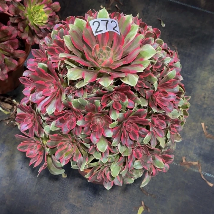 00000000000272浣纱多肉植物