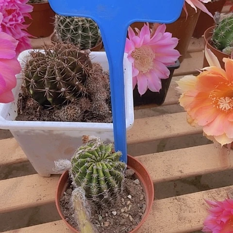 醉***红仙人掌彩草小球0023摘花脱土发货