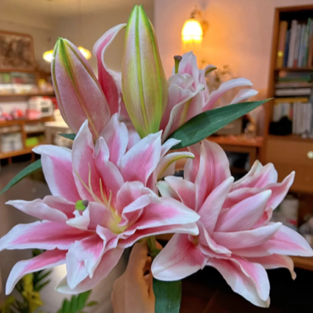 （莲花宫殿）粉色重瓣香水百合东北基地直发鲜花顺丰包邮水生鲜切花